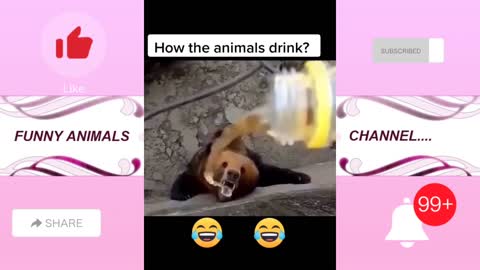 Try don't laugh of this video 🤣🤣😂😭❤️👌