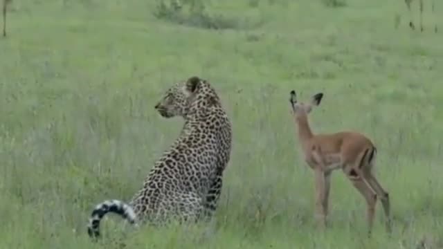 leopard and gazelle