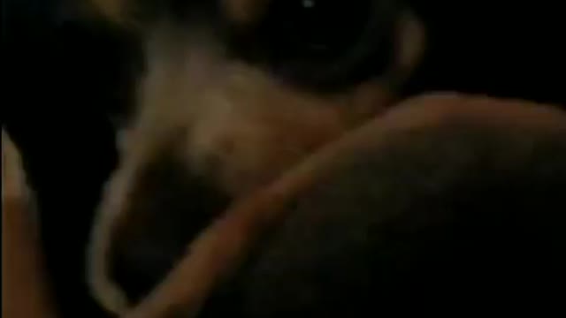 Chihuahua chewing