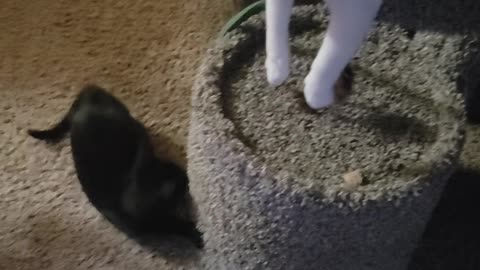 Lokie wants to play, sort of