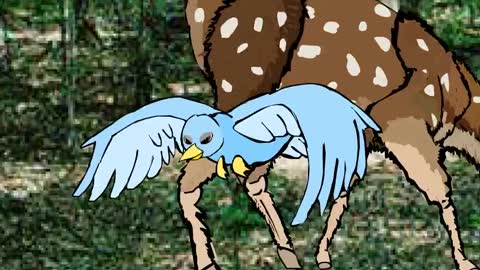 Animal _ fun