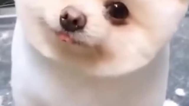 🤣Top Funny & Cute 🐶Dogs Videos Try Not To Laugh I Most Effective Dog Training Videos I - #28 #shorts