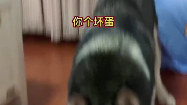 The wronged Husky