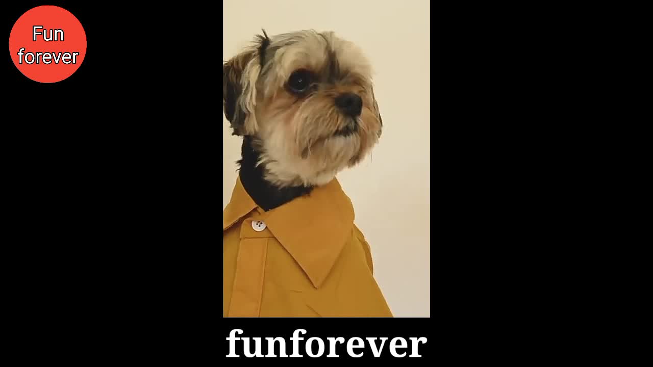 Cute Dog Wearing Shirt