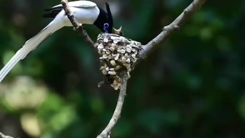 Wildlife in closer view with a natural perspective.