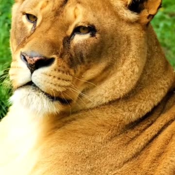Big Cats Unbelievable Encounter with the King of Beasts! #cats #lion #tiger #wildlife