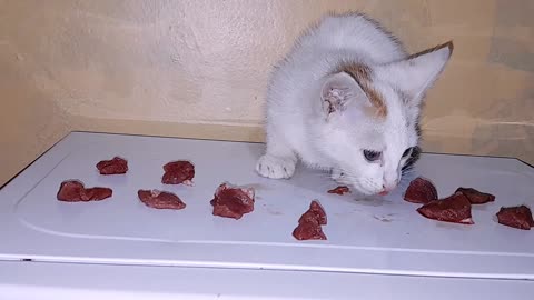 asmr kitten eating raw goat meat