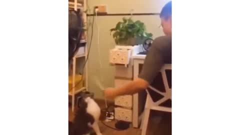Funny cats 🐱 ...Do not stop try to laugh 😂🤣😂🤣