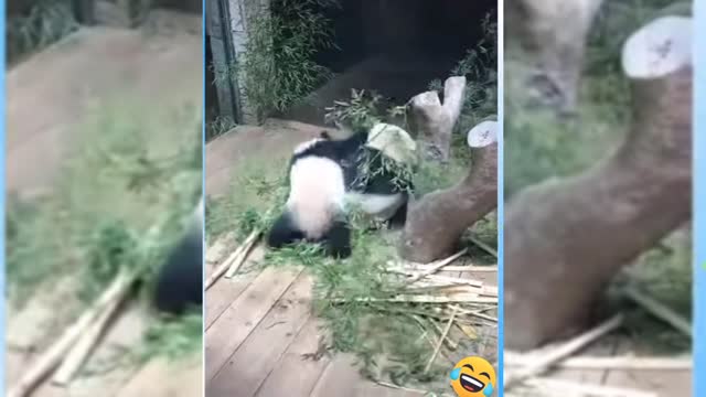 Animals cuddly