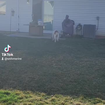 My Bulldog Festus, strutting his stuff.