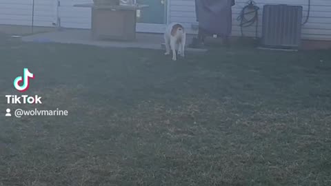 My Bulldog Festus, strutting his stuff.