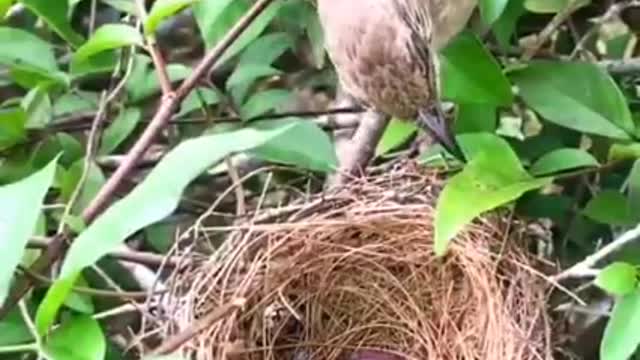 Touching mother birds to save children from ants