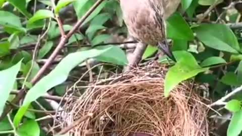 Touching mother birds to save children from ants