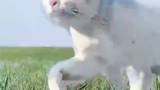cats life style in amazing look at this is movement