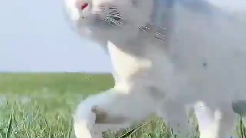 cats life style in amazing look at this is movement