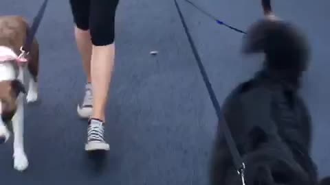 When the whole family goes for a walk