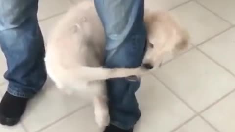Like human