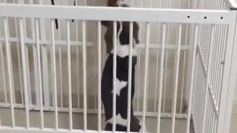 Beagle cat play pen cat struggles