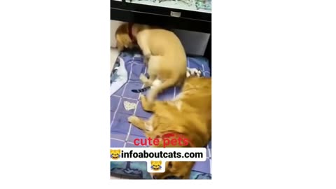 Funniest Cat And Dogs