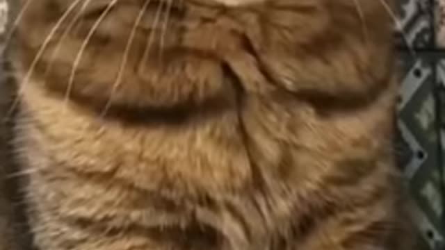 Funny cat