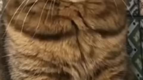 Funny cat