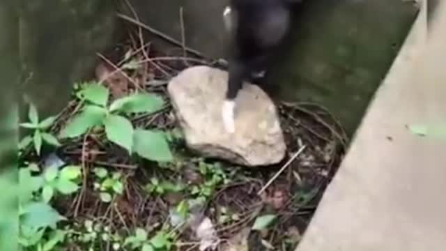 The cat helped the dog to get out of the pit