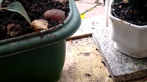 Plantando em pouco espaço