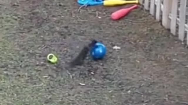 squirrel plays ball