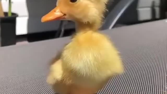 Cute Duckling 🔴 Funniest Baby Ducks Videos Compilation