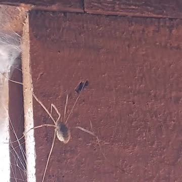 Spider Daddy Long Leg