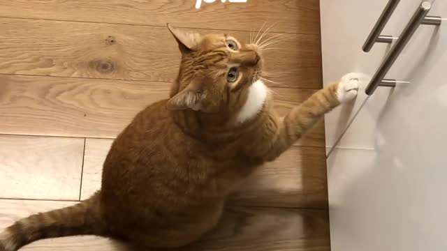 Life With A Cat funny