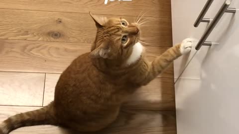 Life With A Cat funny