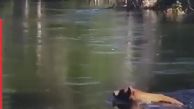 Funny animal falling accident