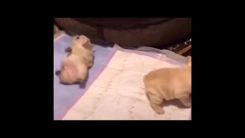 Baby Dogs - Cute and Funny Puppy Videos Compilation #2