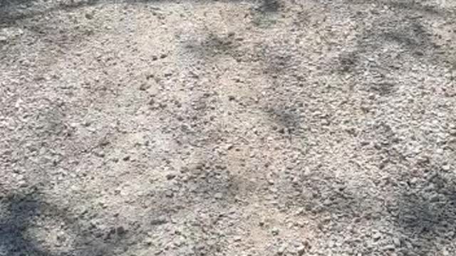 Snake crawling in the middle of the road
