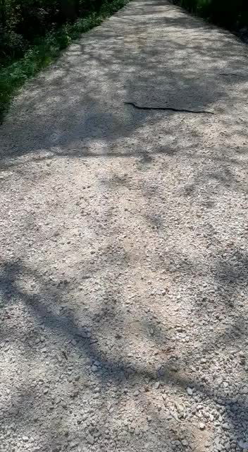 Snake crawling in the middle of the road