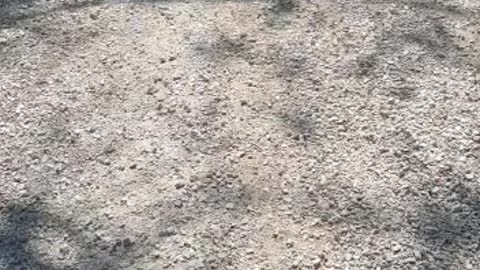 Snake crawling in the middle of the road