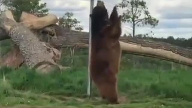 large bear pole dancing