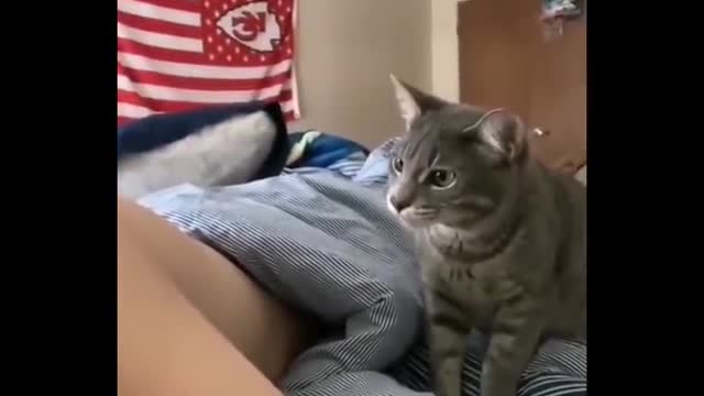 Funniest cat videos #16 - HILARIOUS!