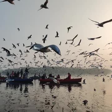seagulls flying over a Body of Lake