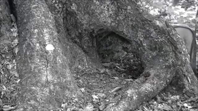 7-12-2018 - Rickett's Glen With Dad And Chipper