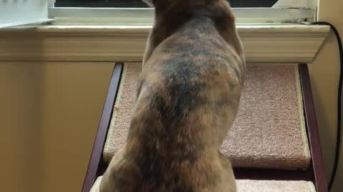 Brown dog looking at snow from outside window