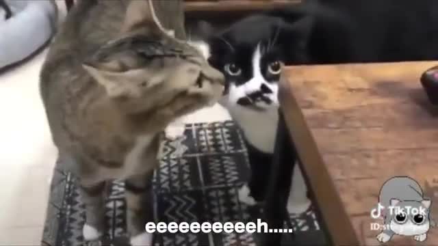 OMG! Cute Cats know how to talk