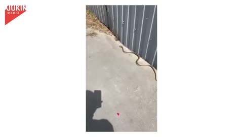 Snake Attacks A Girl !