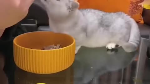 meowed [🔊] Share meow some hooman, I'm hungry