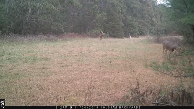 Buck During 2019 Rut