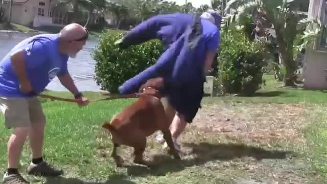 How to make dog fully aggressive with few simple tips !!