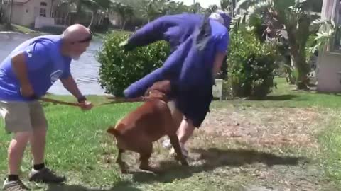 How to make dog fully aggressive with few simple tips !!