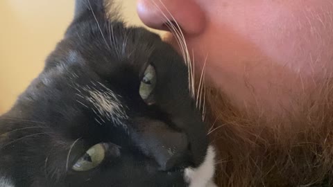 Kitty Chews Playfully on Persons Nose