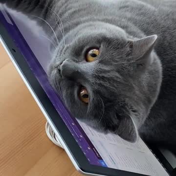 funny|prank|jokes|funny jokes|dad jokes|funny memes|funny video|fun|laughing|funny animal|knock